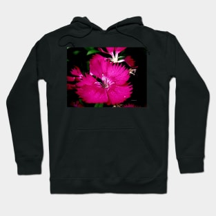 dark pink flower by shanmaree Hoodie